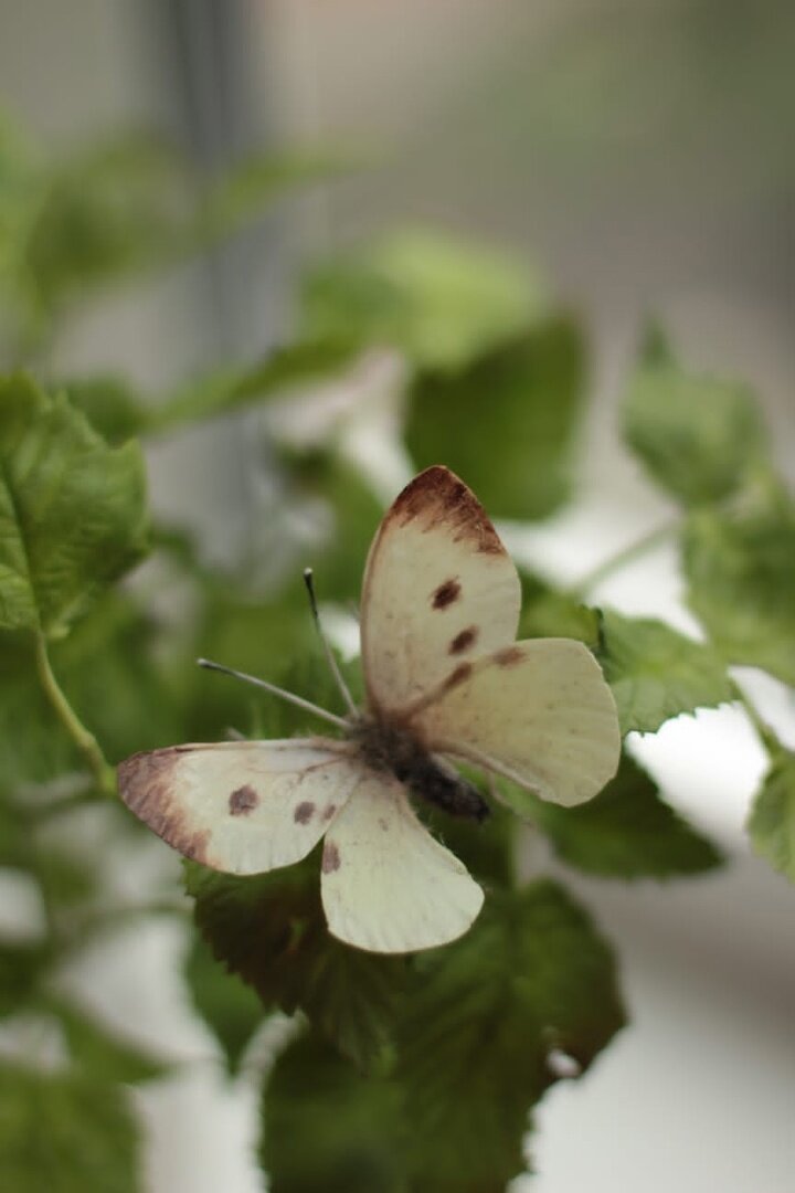 Бабочка из холодного фарфора. Работа Елизаветы Бржозовской, мастера нашей студии.