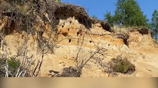 Обо всём на свете | Ласточки-береговушки. Это маленькая птица, которая ...