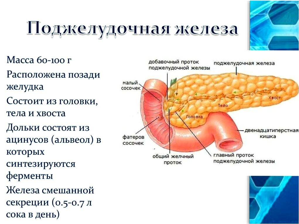 Поджелудочная железа - удивительный орган, несмотря на свой небольшой размер, она способна справиться с огромным количеством функций, сопоставимых с работой главного мозга.