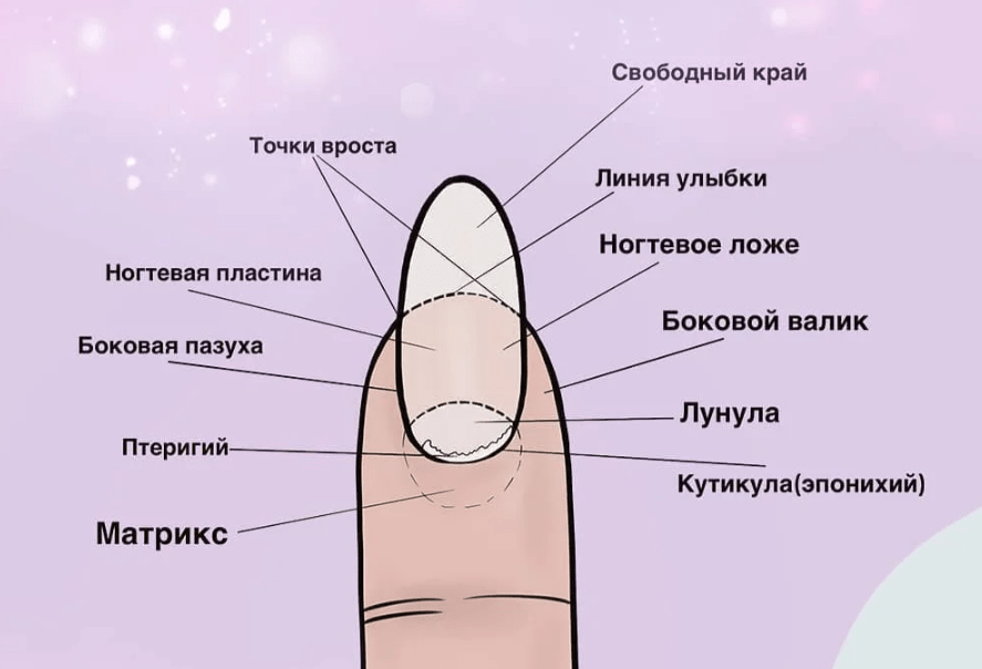 Сухая кутикула с трещинами и заусенцами – как ухаживать и обрабатывать кожу