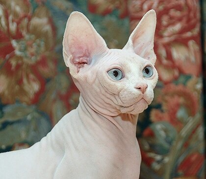 Анна-Боки Галаксия (дома Белка) питомник #сфинксов ЧАЛИКСОН город Серпухов