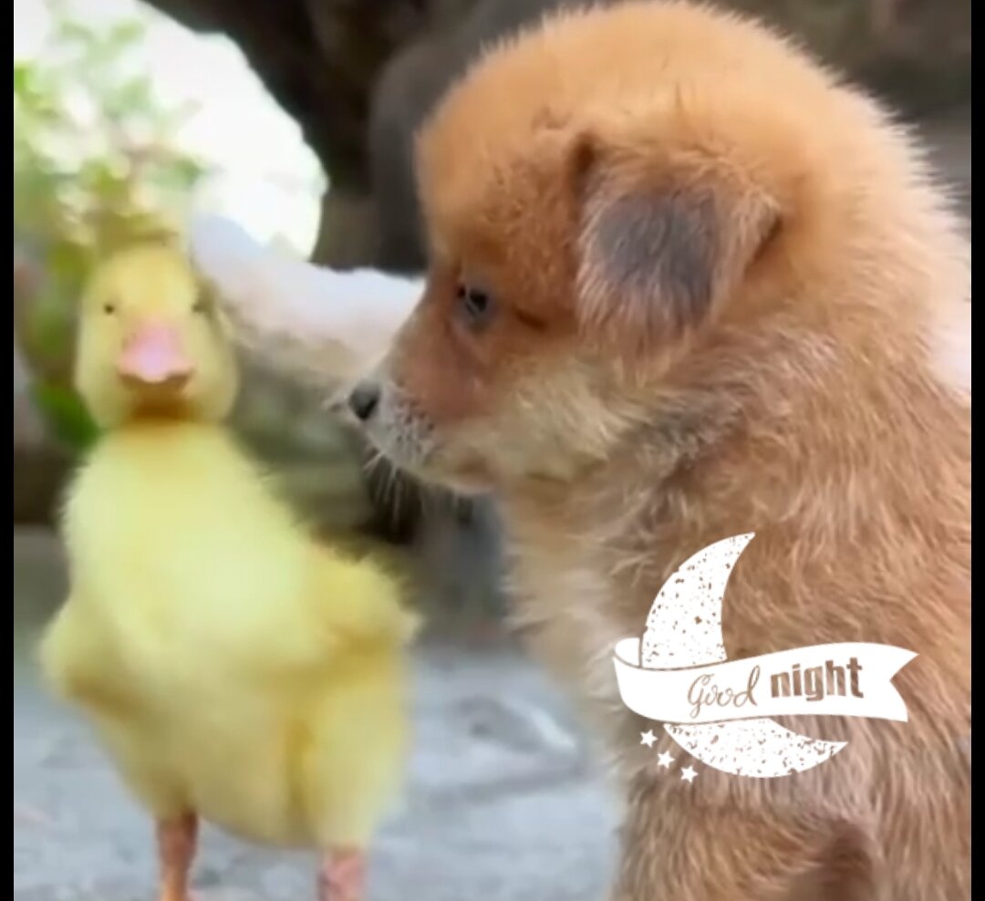 животные бывают человечнее людей