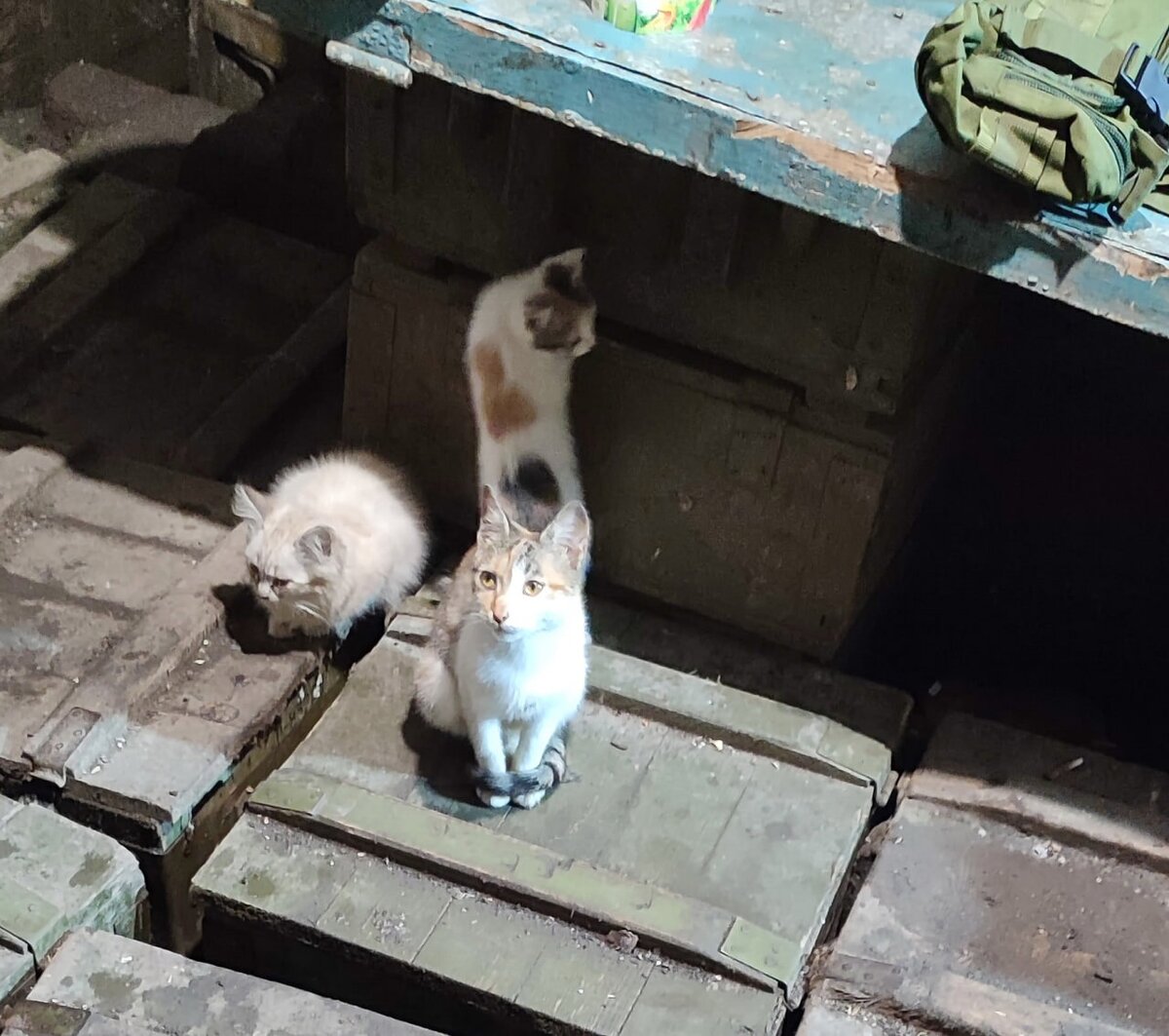 Обитатели КНП