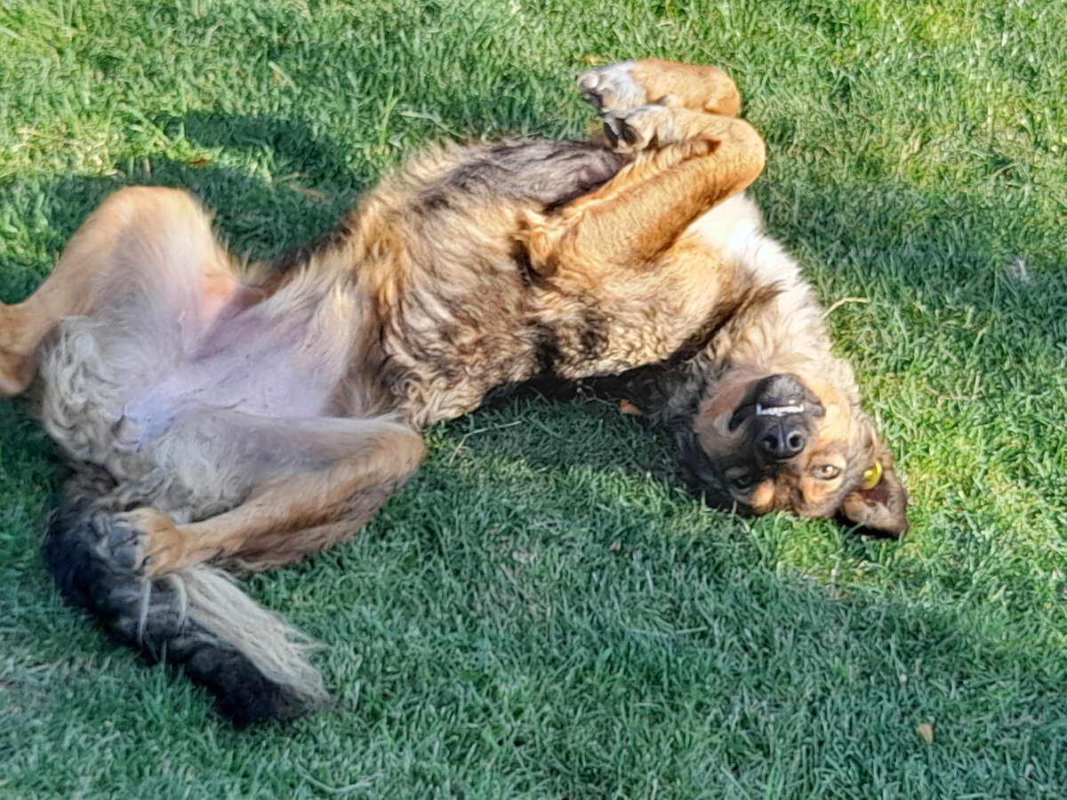 Парковый пёсик от 4 августа, который отдыхал напротив выставки кошек)