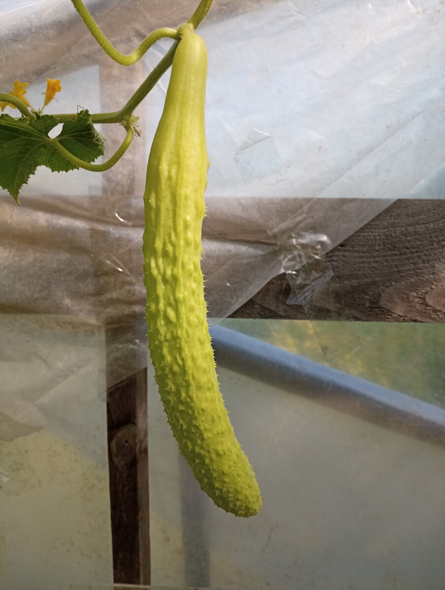 У меня на кусту одновременно вызревали по 2 плода. 