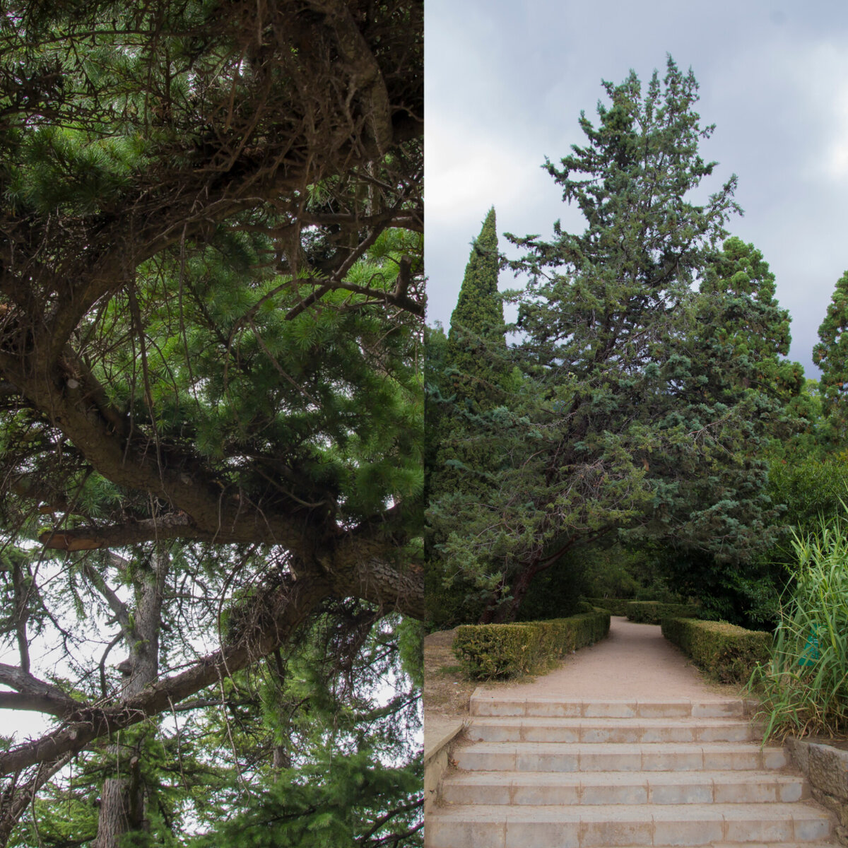 Кедр ливанский /гималайский