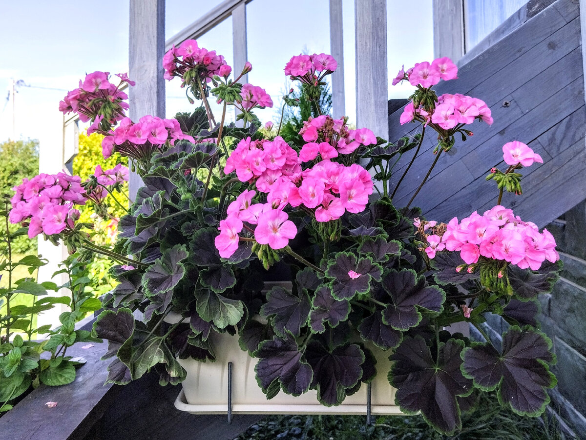 Пеларгония Шоколадница нежно-розовая, август 2023