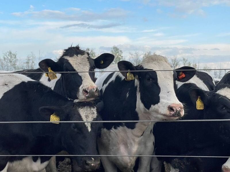 Карантин по лейкозу крупного рогатого скота. Карантин крс. Ветеринария крс. Карантин по лейкозу крупного рогатого скота. Карантин скота.