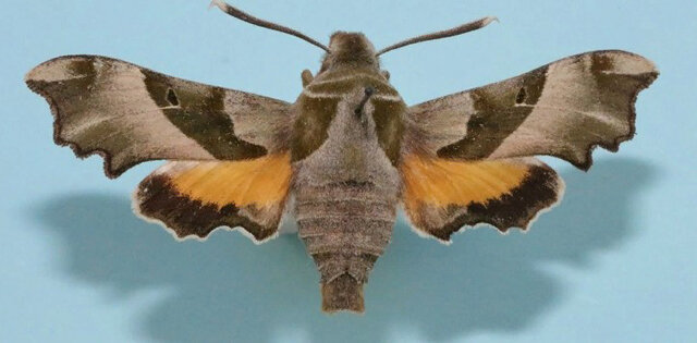    Гусеницу бабочки, названной в честь богини подземного царства, нашли в Курском районе