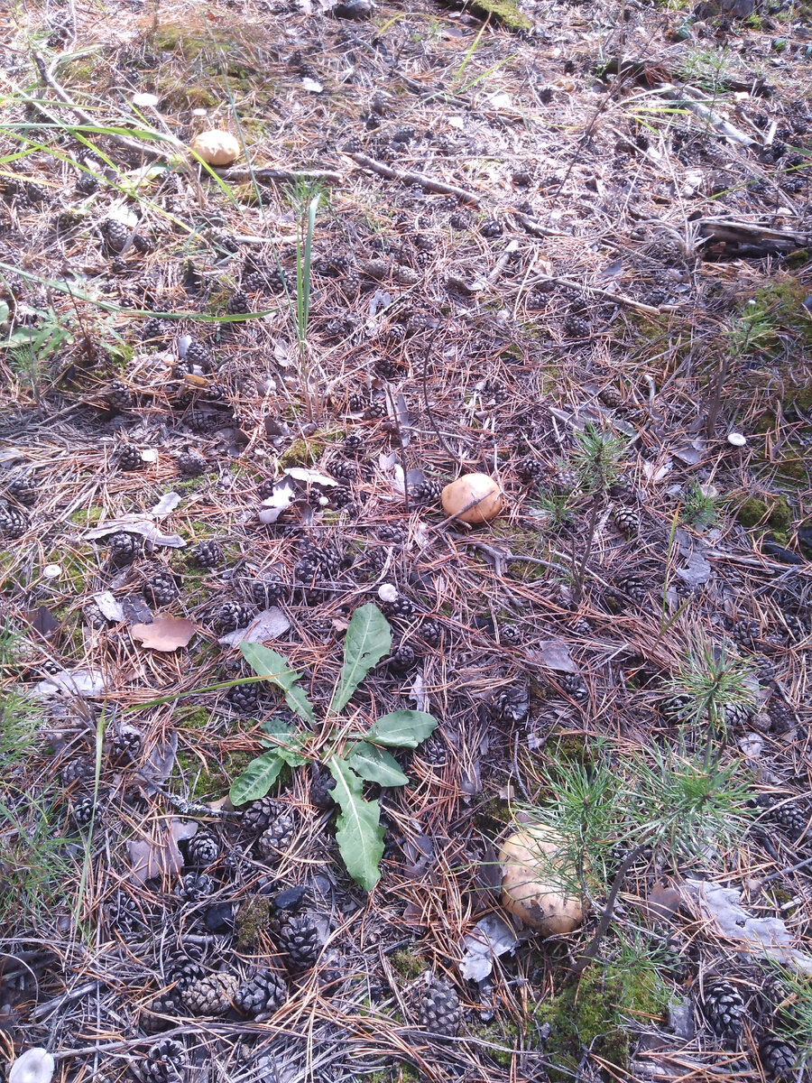 три маслёнка