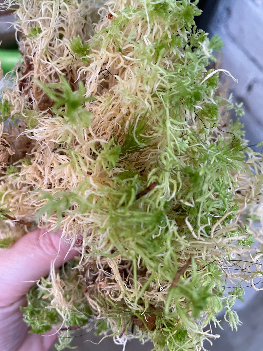 Живой мох сфагнум 
