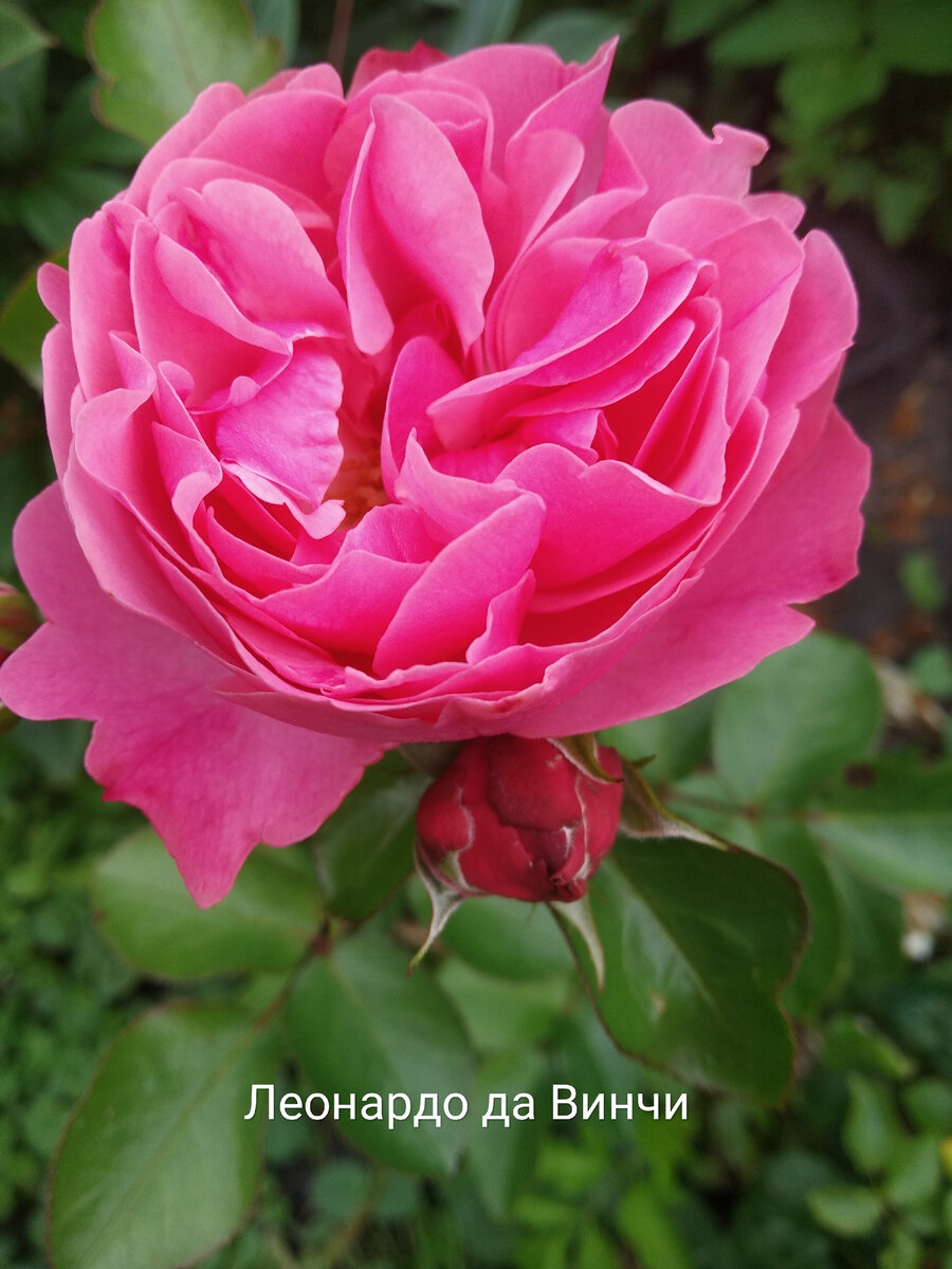 Парковая роза 