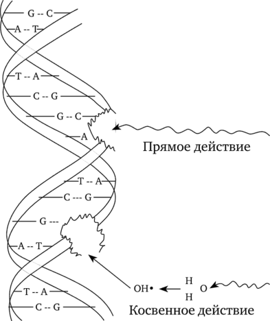 Нарушение структуры ДНК