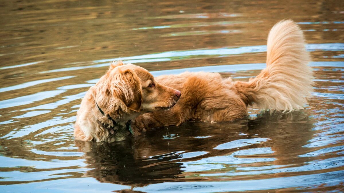 День отмочки хвостов. Фото: pxhere.com