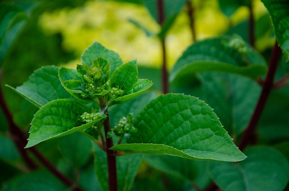 Гортензия не успела процвести, что делать. Фото Зеленой Стрекозы
