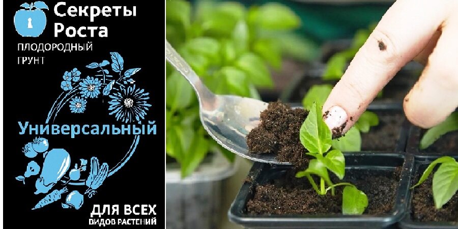 Рассада помидоров - выращиваем по всем правилам | Научные секреты от опытных садоводов