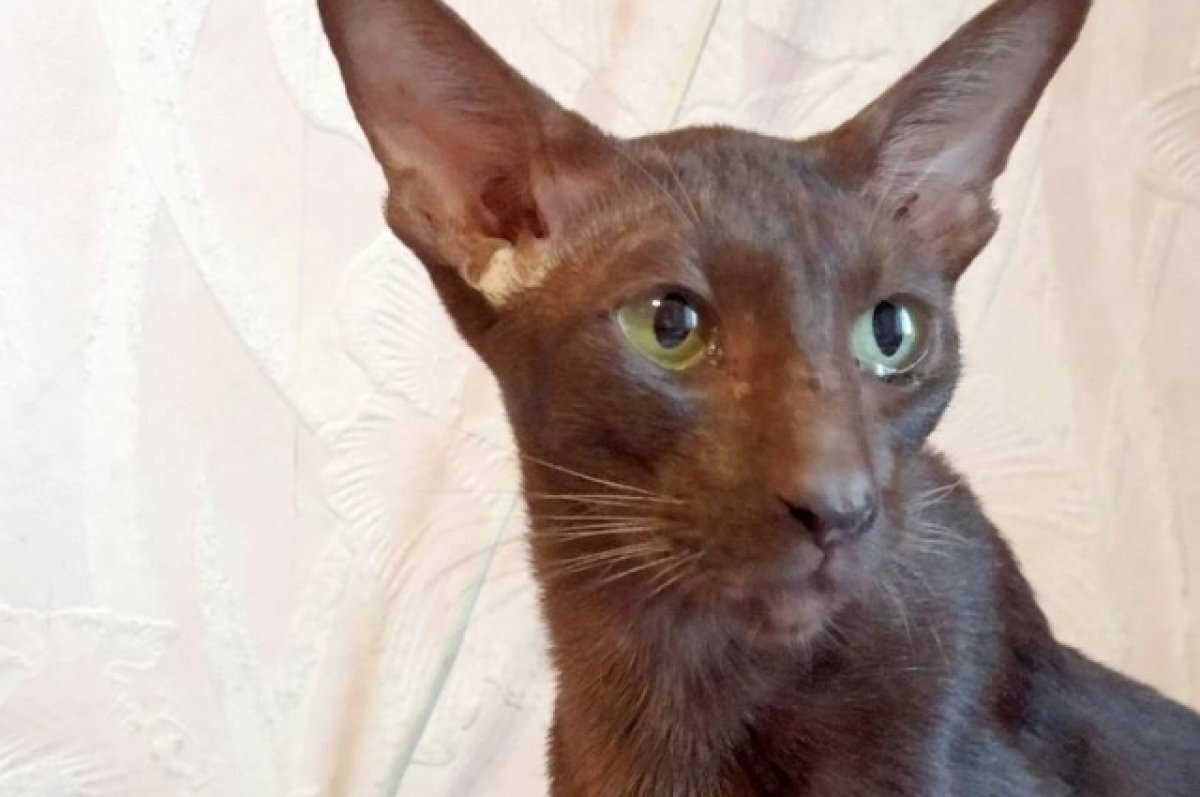    Под Тверью хозяева избавились от экзотических кошек ориентальной породы