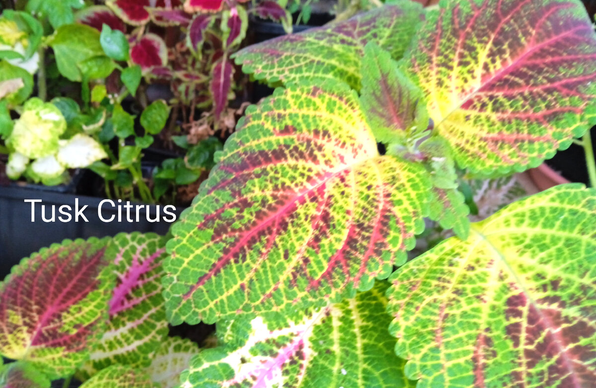 Колеус вегетативный Tusk Citrus. Фото автора