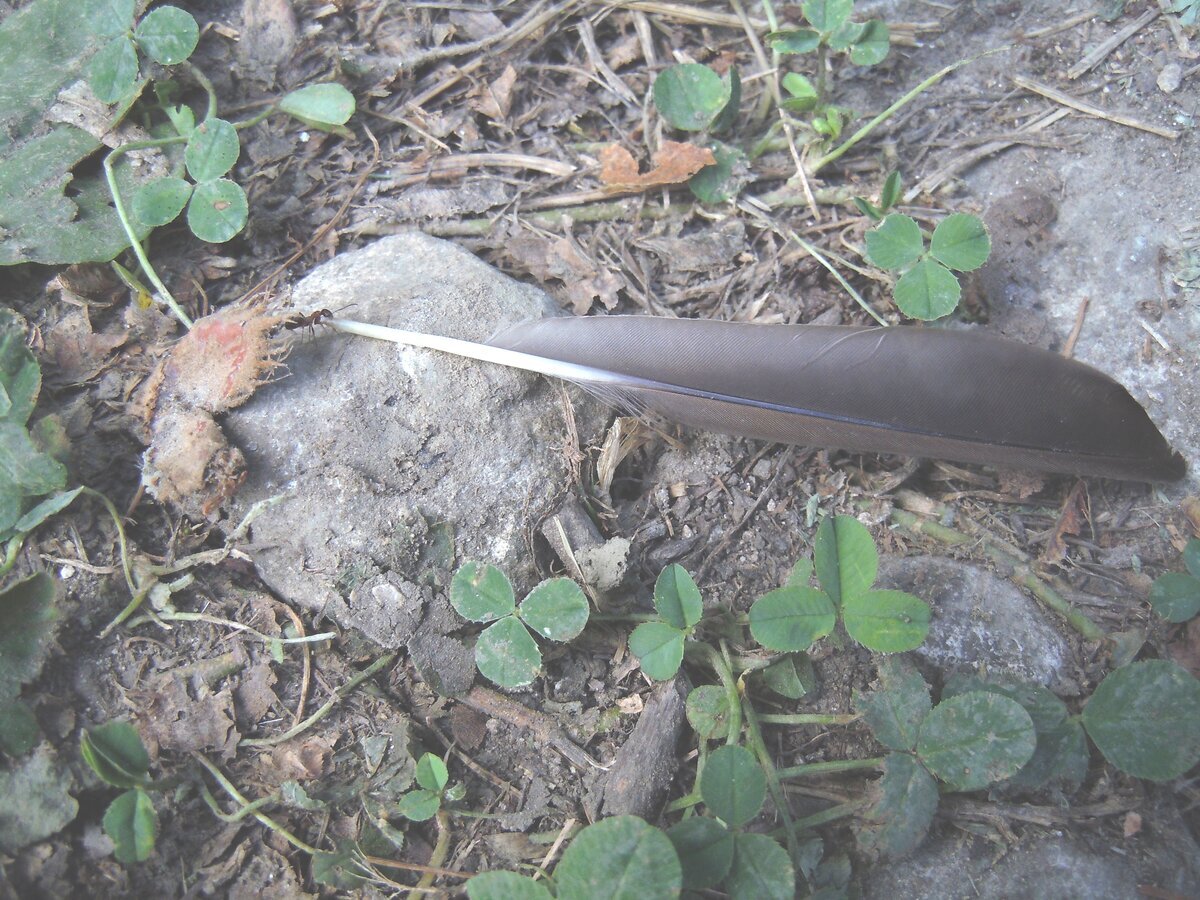 В этом 2023 году на упавшем листе бука заметил вот таких пушистиков. Часть их распушены, а некоторые как бы втянуты и похожи на бритвенные помазки. На обратной стороне листа вид такой.-17