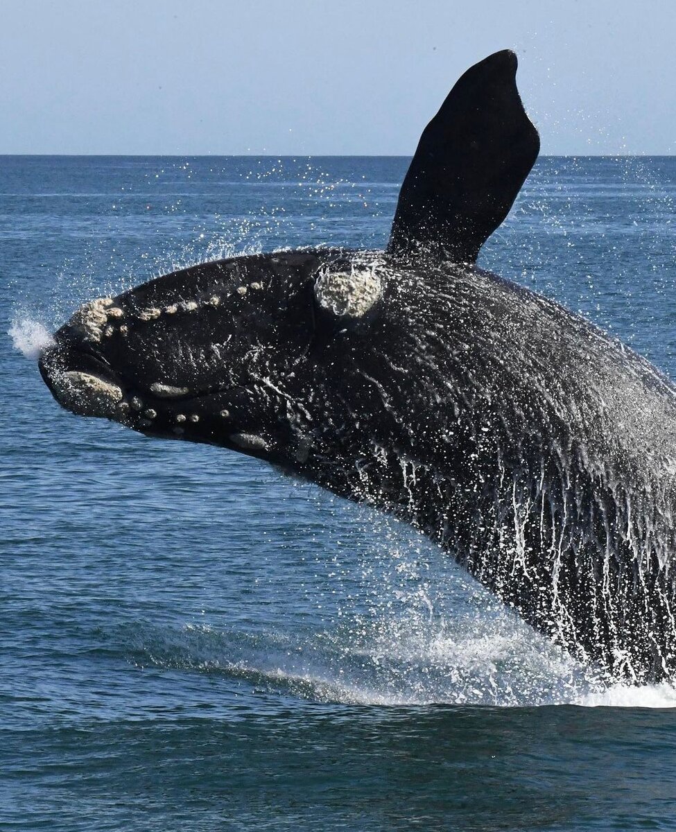 Киты в Херманус