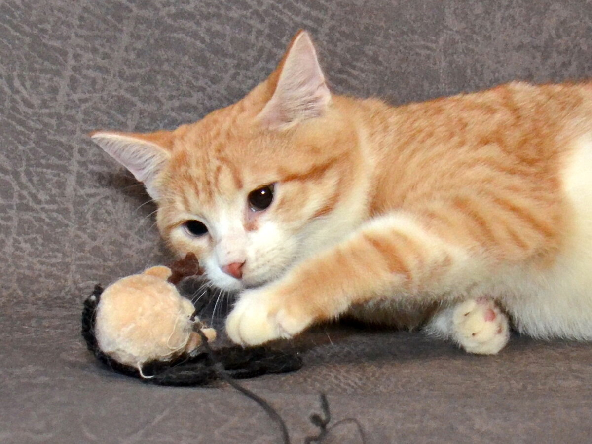 Это не герой описанной истории. Просто рыжий и вполне счастливый котик, который охотится на игрушечную мышь. Фото из личного архива