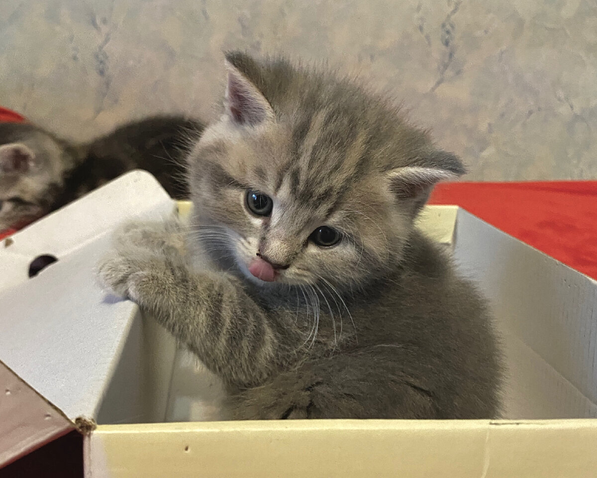 Предпочтение затемненных пространств