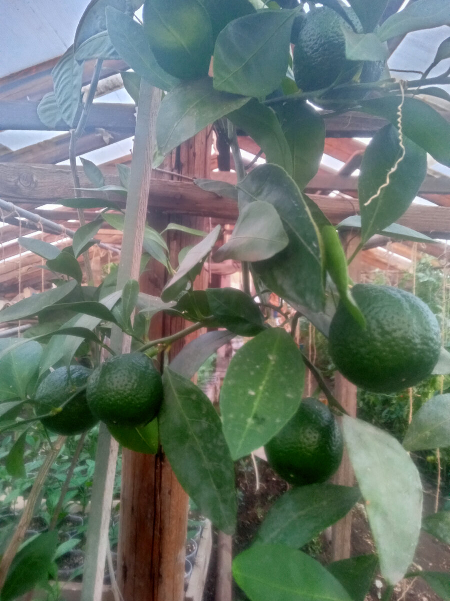 Мандарин Уншиу на трифолиате зимой останавливается в росте, плодики созревают к новому году, за лето растение набрало все необходимые питательные вещества, удобрения в зиму не вносим.