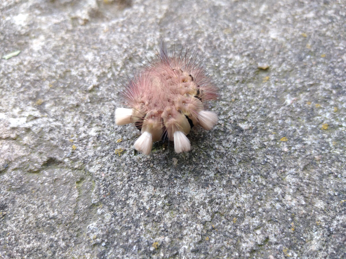 Испугалась моего веника и свернулась!