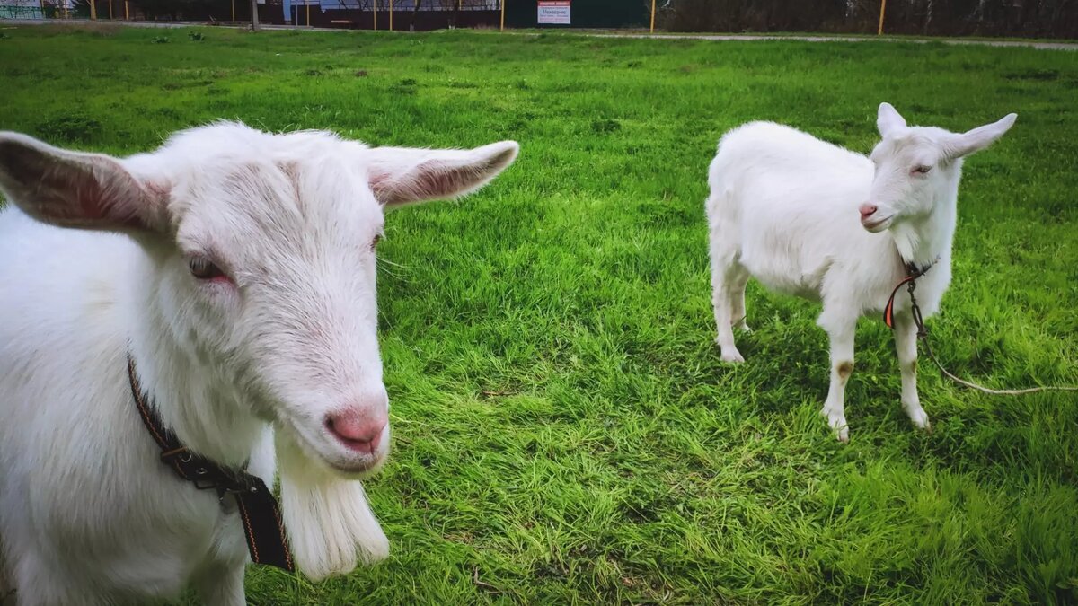     В Волгодонске в одном из дворов многоэтажного дома неожиданно для всех появился крупный рогатый скот, сообщили очевидцы в соцсетях.