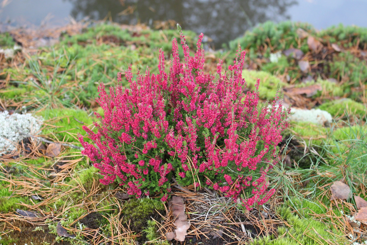 Наш сад в конце октября