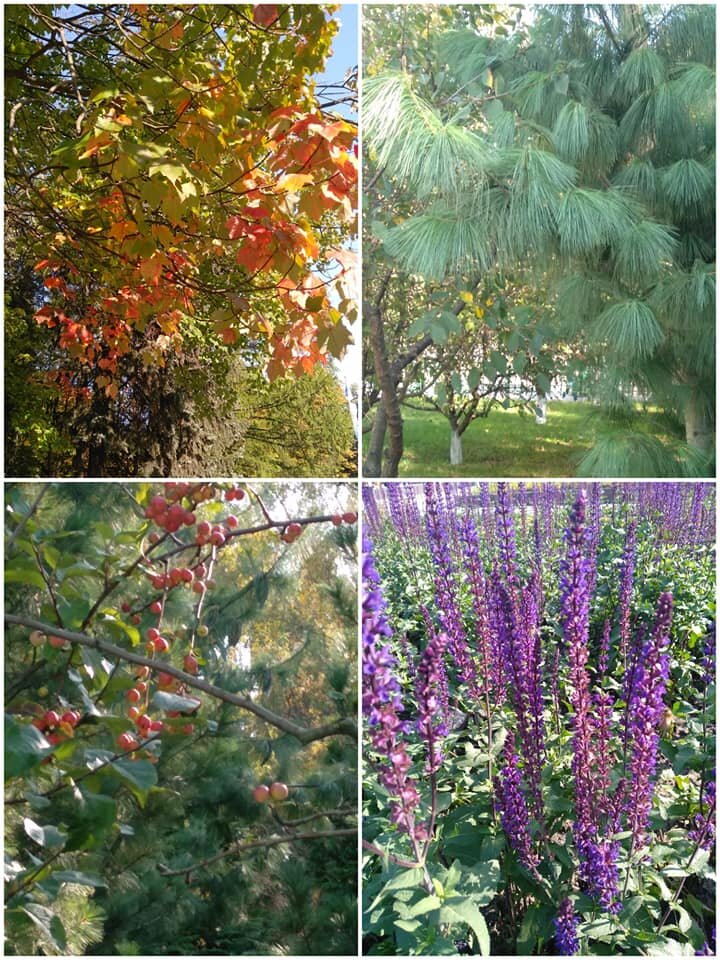 Лохматое растение на фото- сосна гималайская в Парке Дружба.Фото автора. 