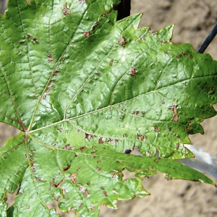 Все фото взяты из интернет-источников