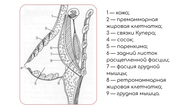 Массаж при мастите. Ретромаммарная клетчатка. Радиальные разрезы при мастите. Формы мастита с описанием. Ретромаммарная блокада молочной железы.