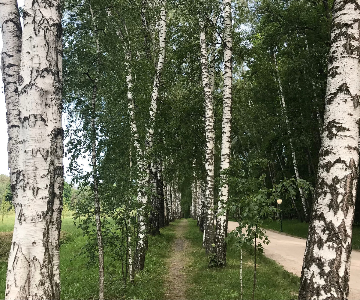 Яснополянский «прешпект»