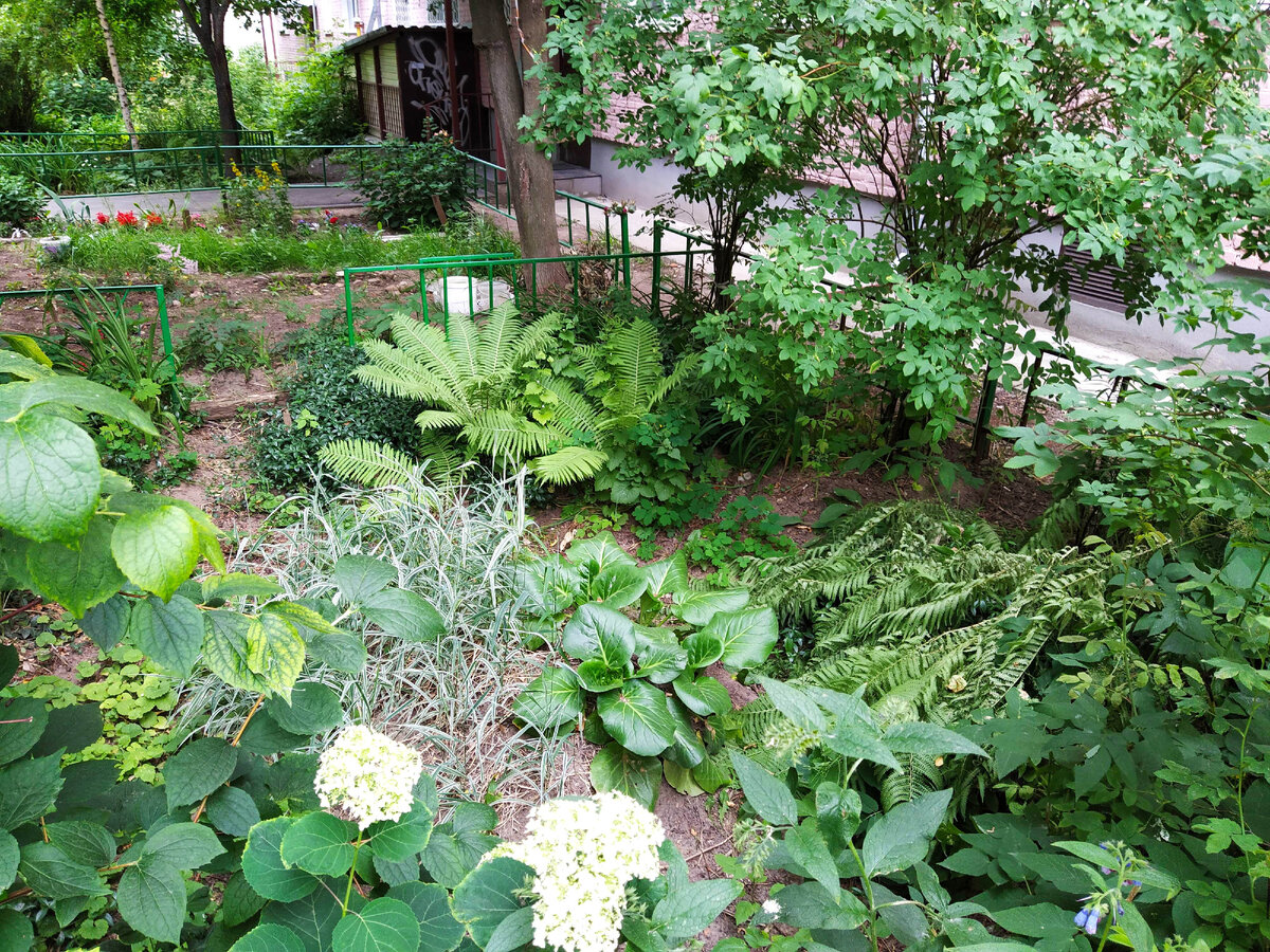 Отсюда видны гортензия и бадан. Правее бадана вянущий папоротник