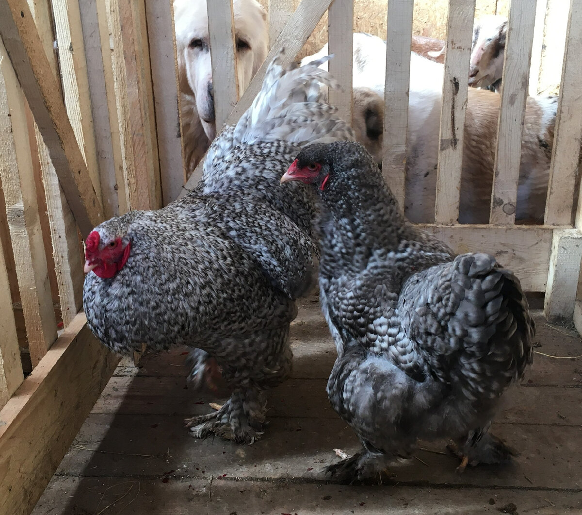 Leghorn opale Race de coq, Poulets d'élevage, Poule de race