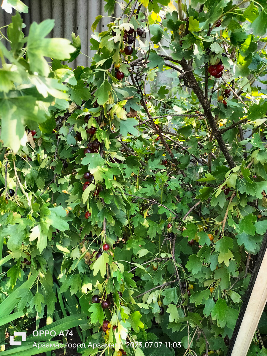 Черная смородина 