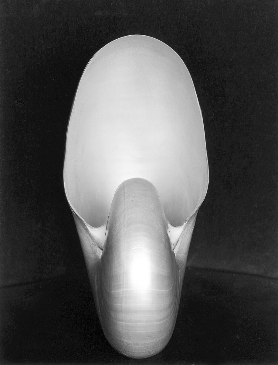 Эдвард Уэстон. Наутилус, 1927.  Куплена галеристом Peter MacGill за 1,1 миллиона долларов.