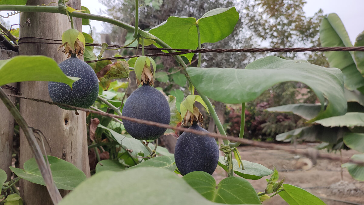 Фрукт Гранадийя (Granadilla)