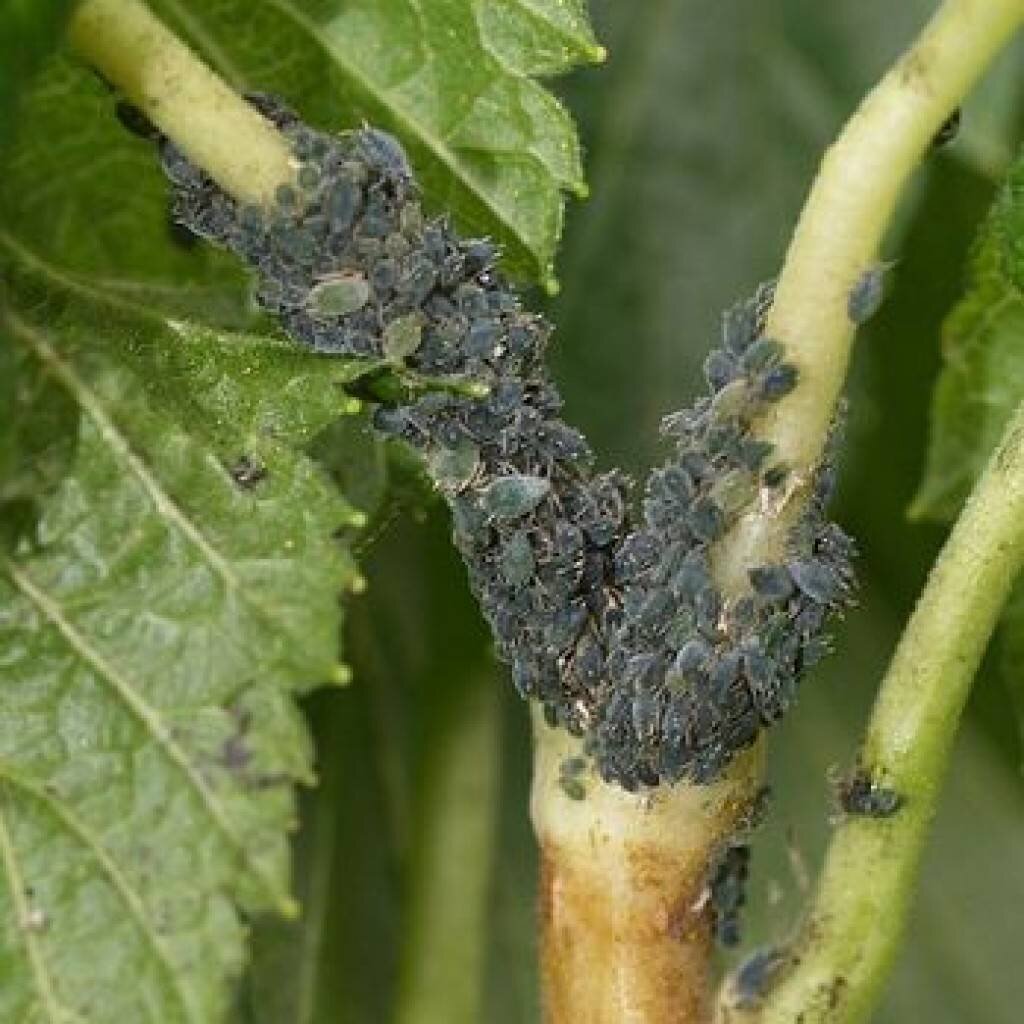 фото взято из открытых источников