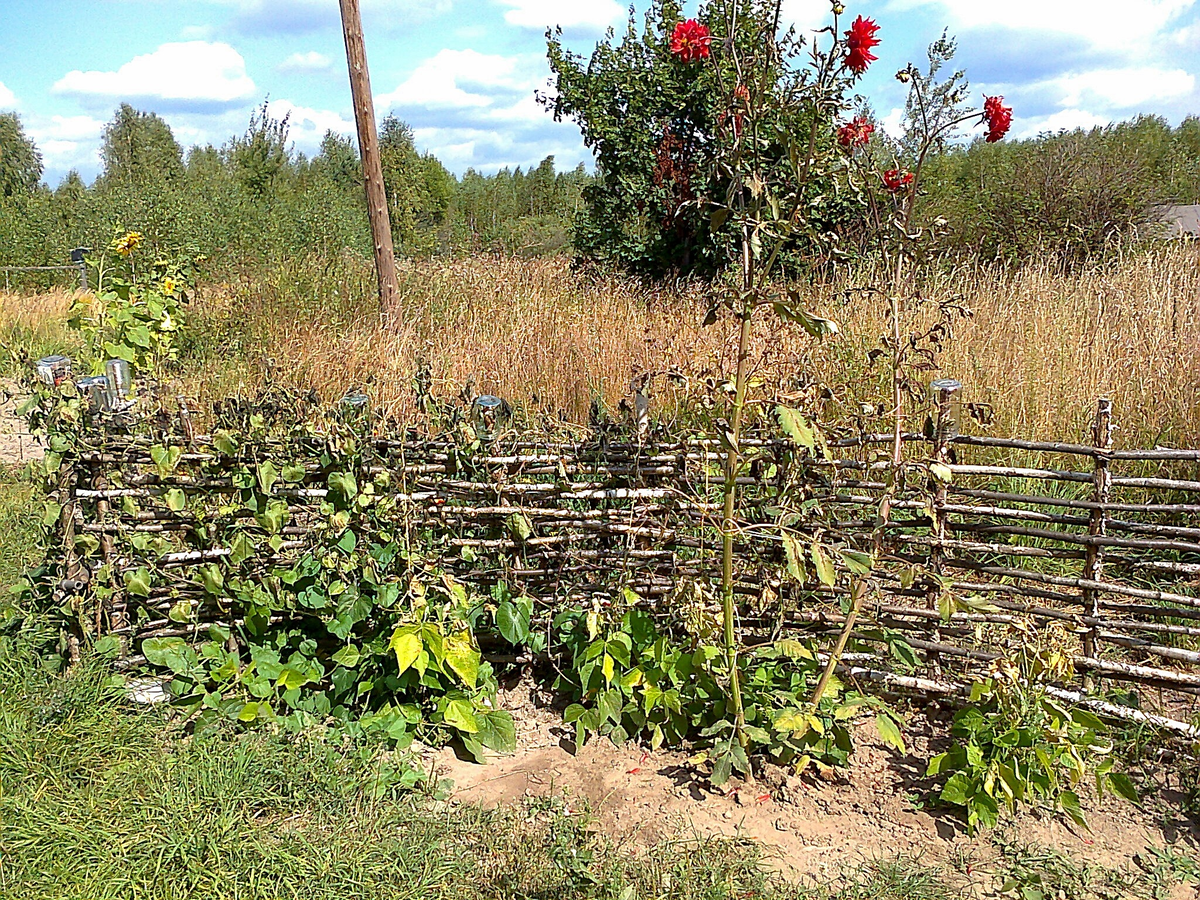 Плетень около нашего старого дачного дома, сама делала
