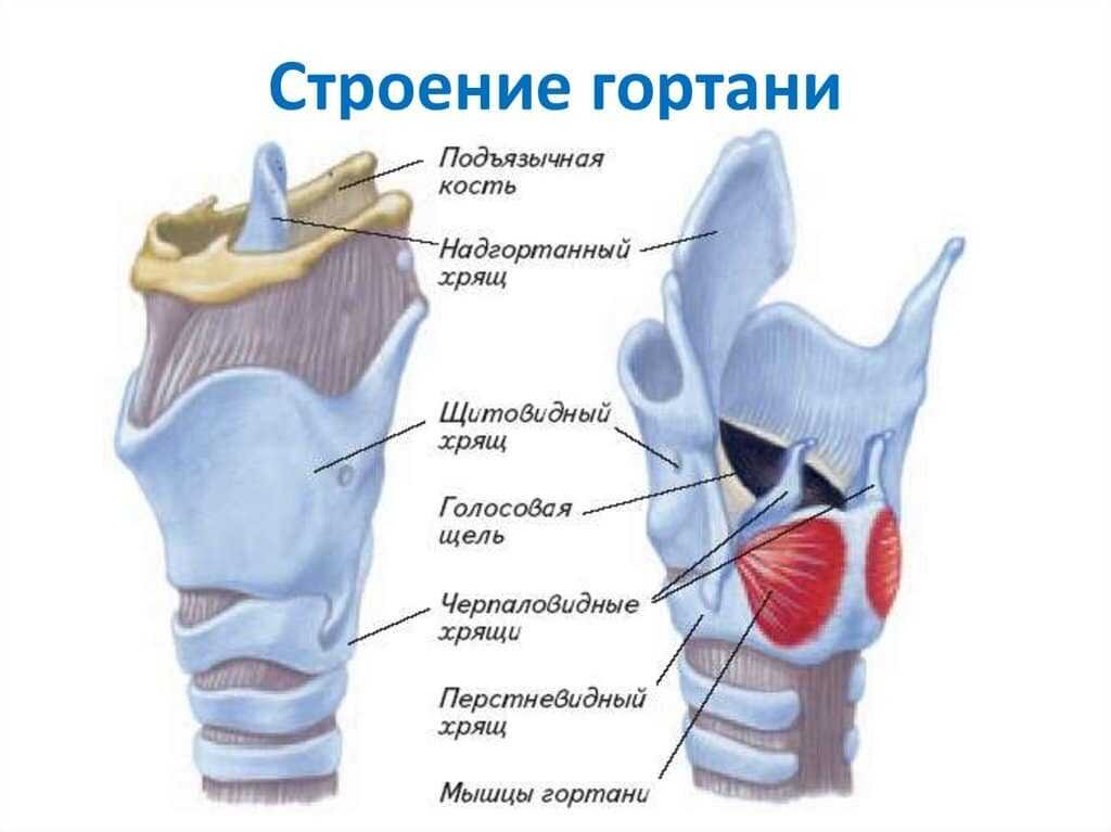 источник https://chzs.ru/health/gortan-anatomia-struktura-funkcii.html