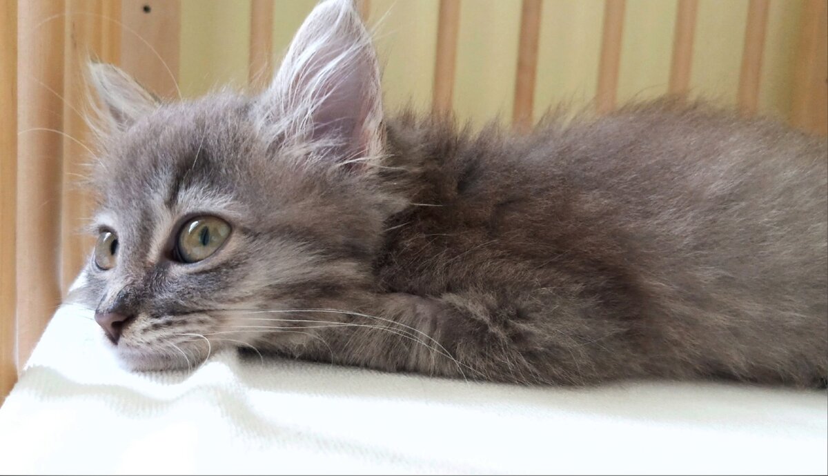 Филипок находится в надёжных руках