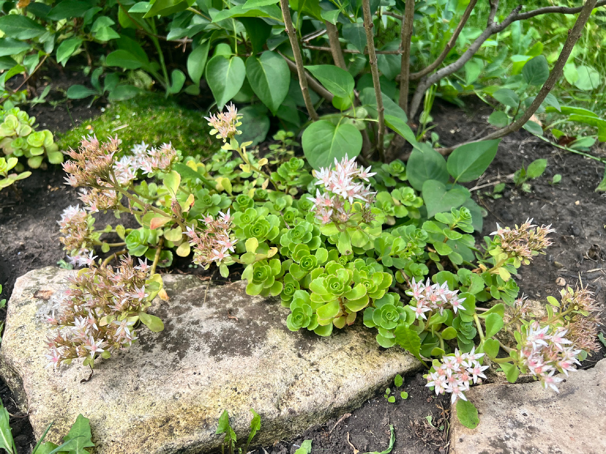 Очиток «красная роза»