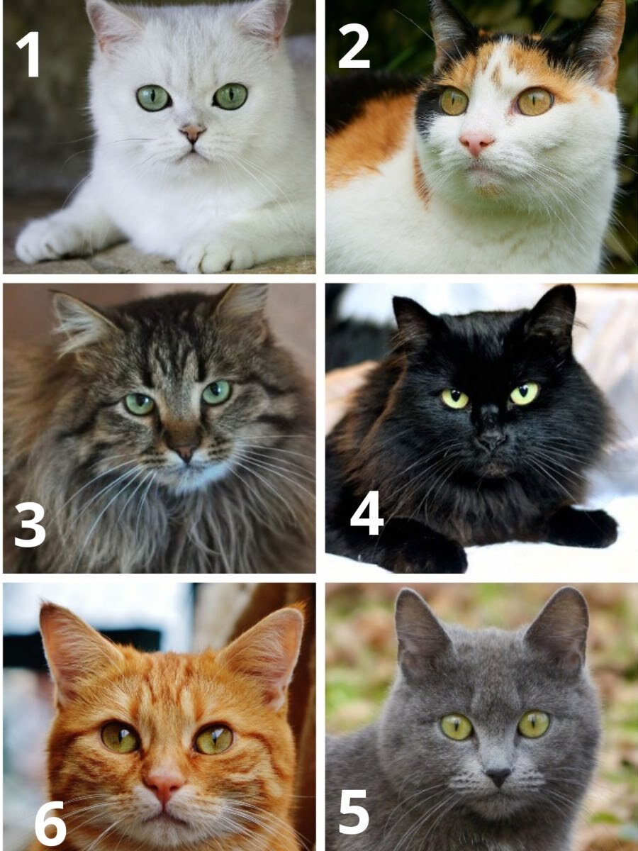 Выберите кошку. 