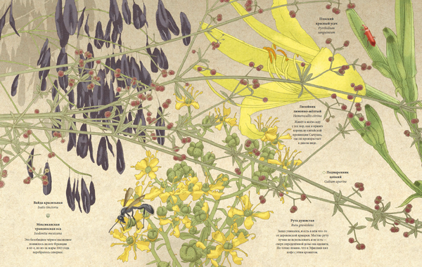 Николя Жопиво нарисовал и изучил каждое растение и насекомое в своем саду. Это часть его заметок из июньских наблюдений.