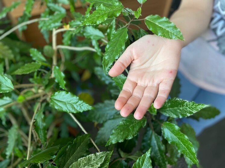     МК в Рязани