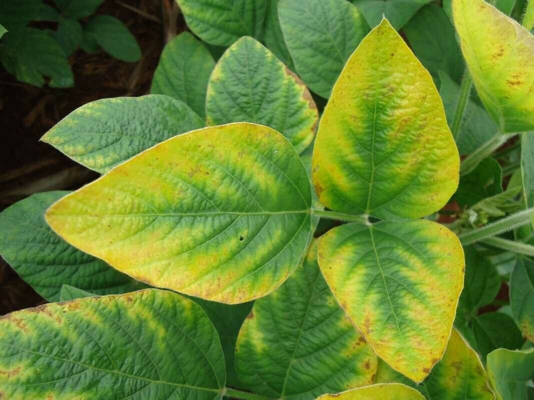 Нехватка азота. Фото: zen.ru