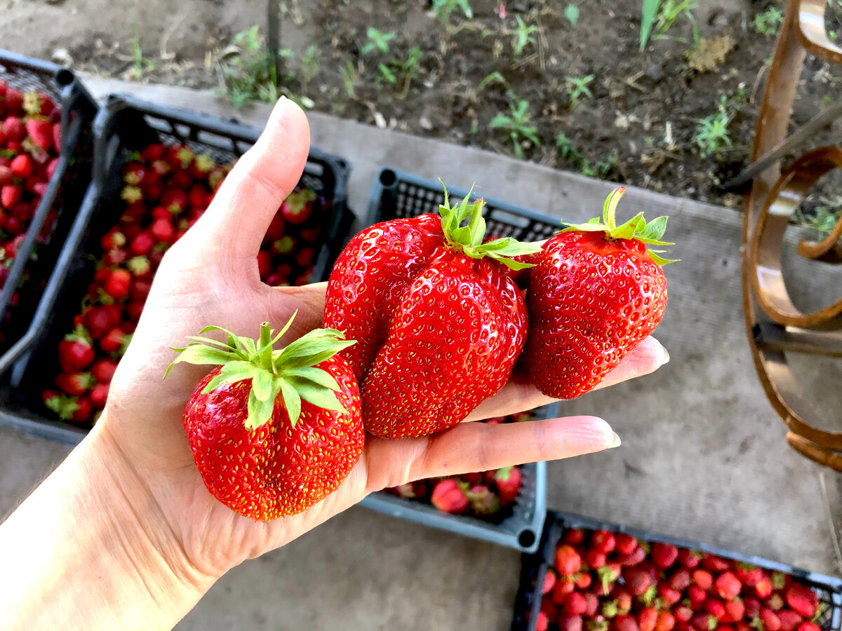 Сладкая клубника, которая тает во рту. П.С. Катя - это моя дочка ☺️