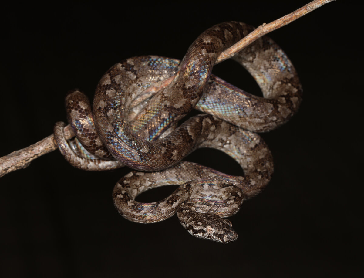 Год удава. Эквадорские удавы = новый вид. Гремучая змея обои.